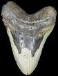 Bargain, Megalodon Tooth - North Carolina #45614-1